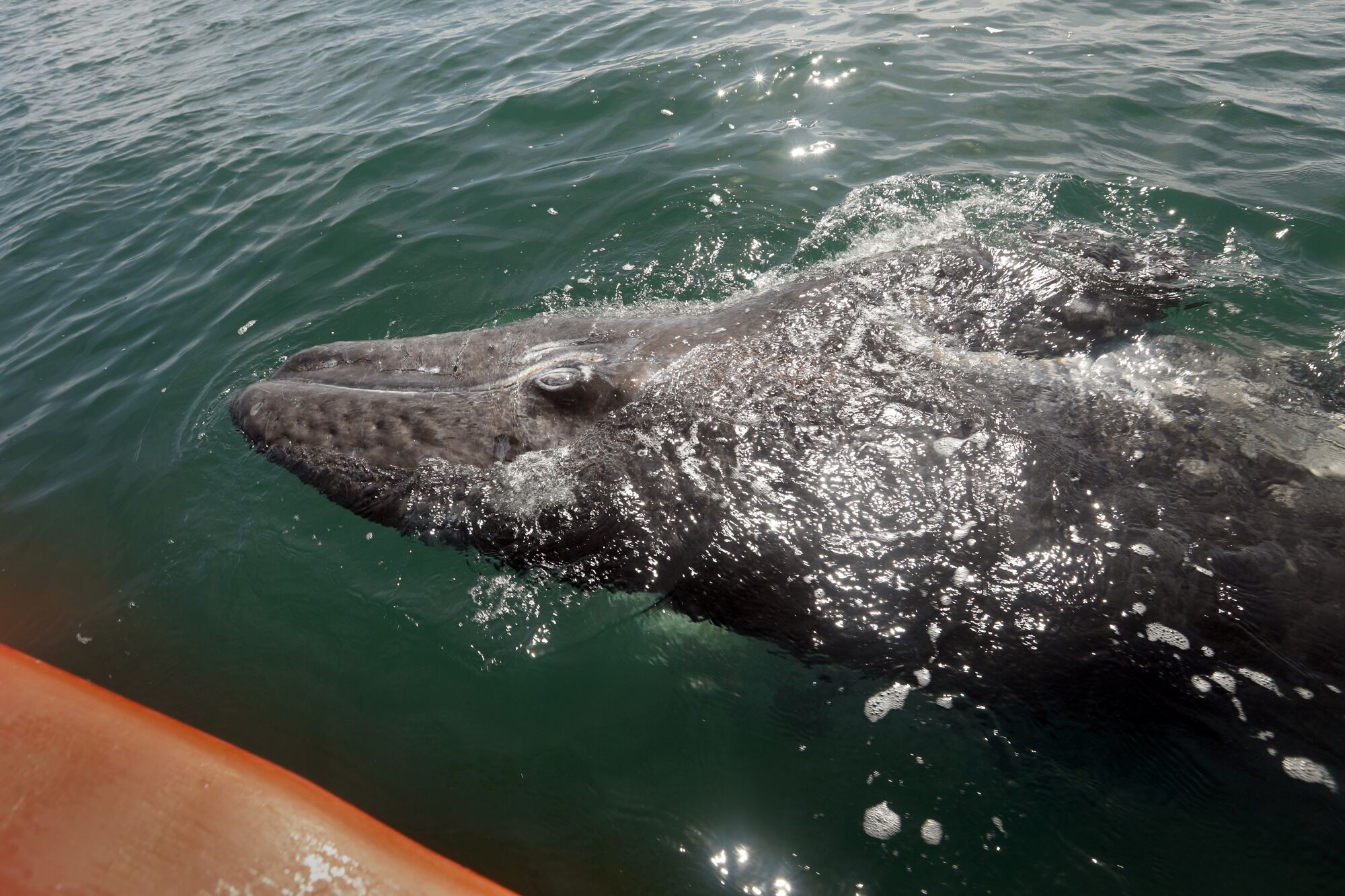 A trusting gray whale calf swims close to a boat in San Ignacio Lagoon, Baja California, in Feb. 2021.
