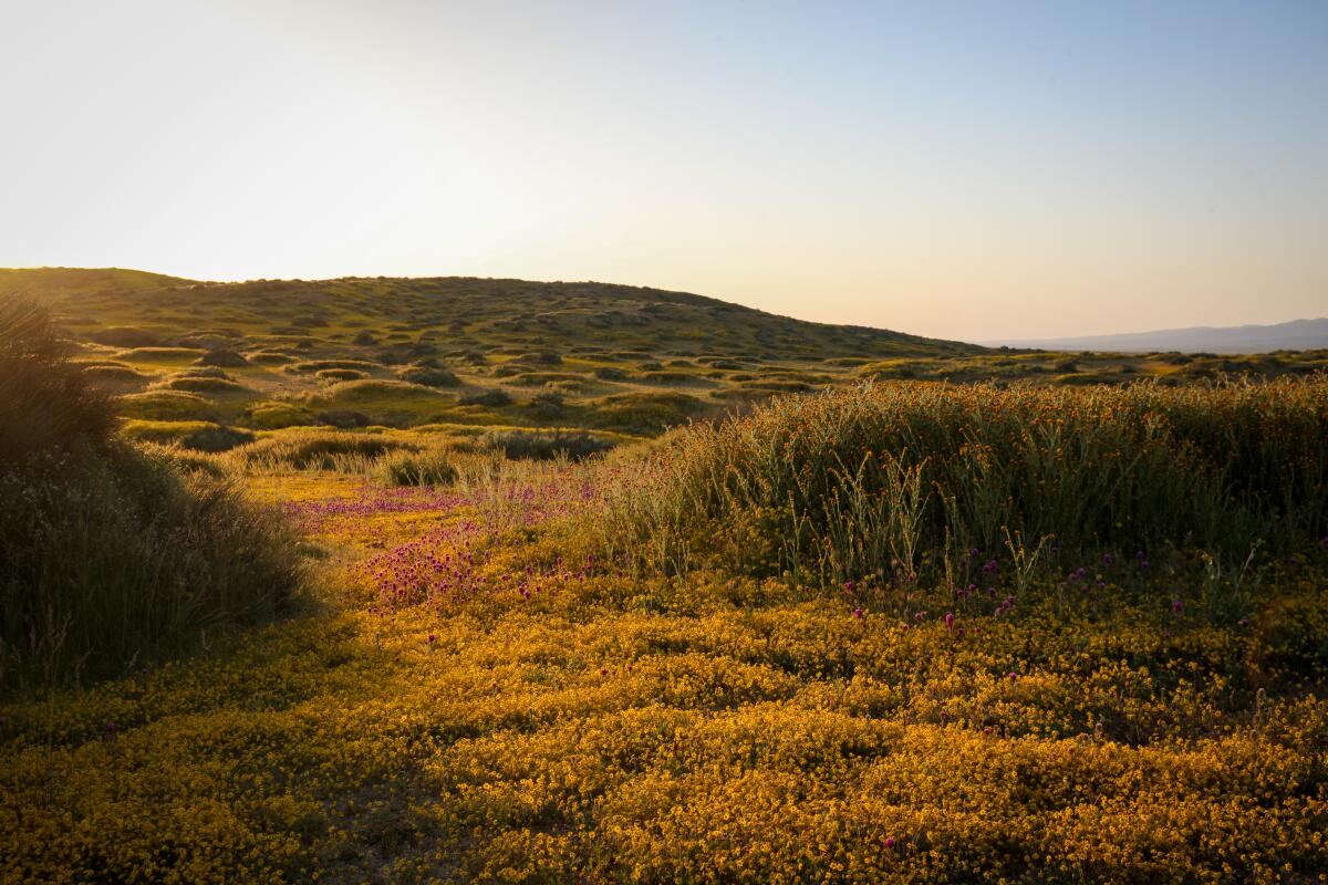 KCL Campground, Carrizo Plain National Monument