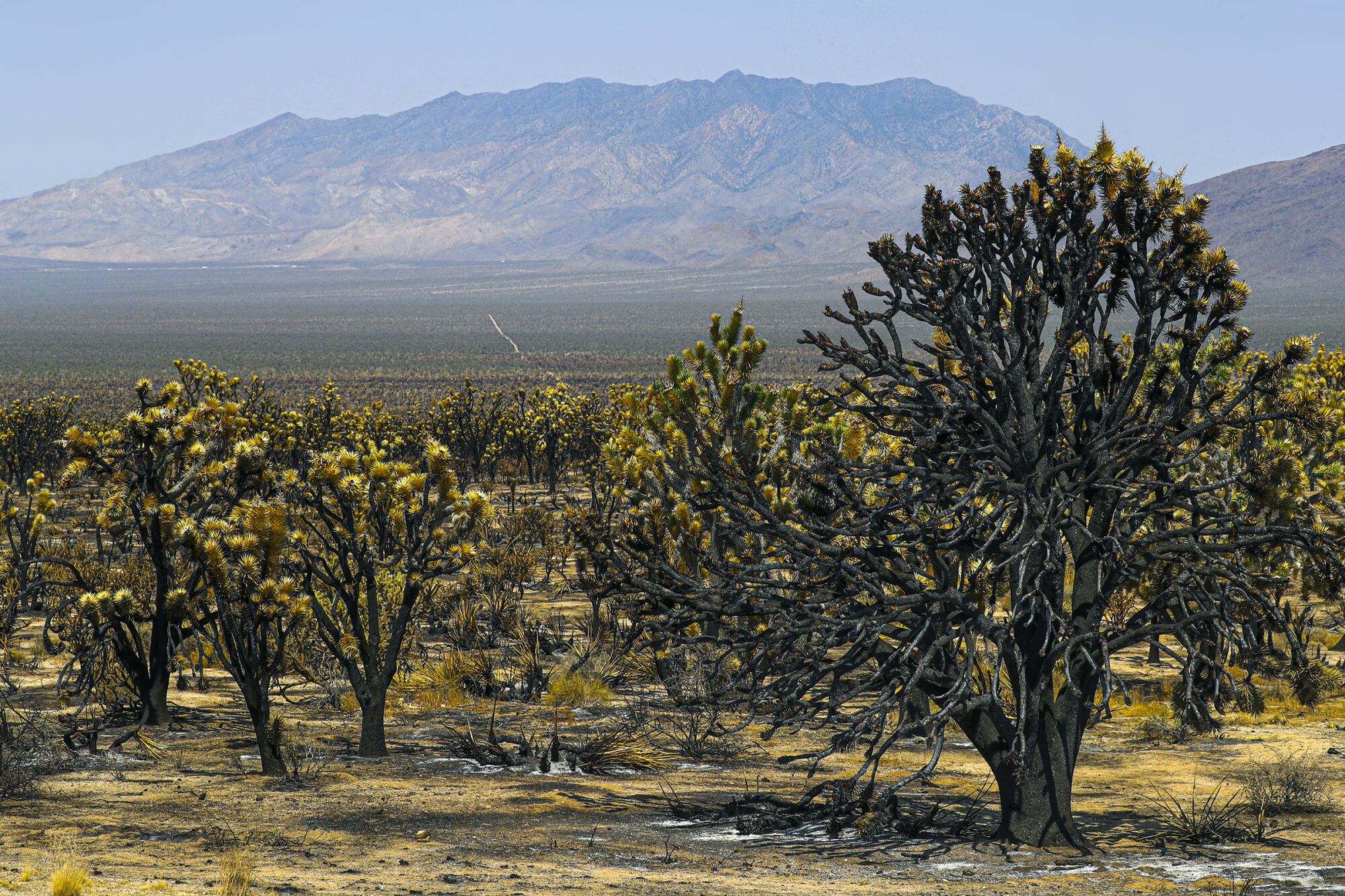 The Dome fire scorched 43,000 acres in the Mojave National Preserve.