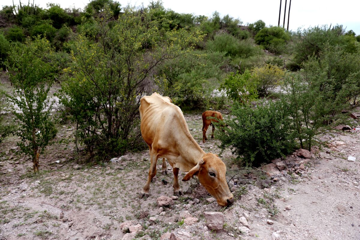 Emaciated cattle