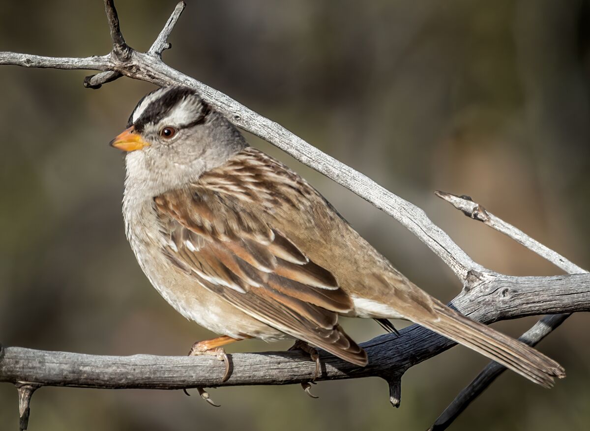 A white-crowned sparrow.