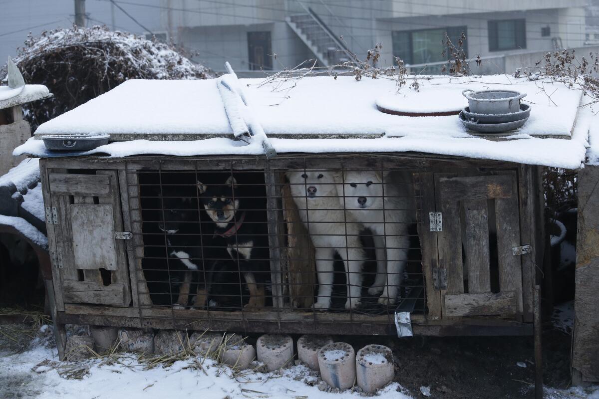 ARCHIVO - Esta fotografía muestra unos perros en jaulas en un criadero de Siheung, Corea del Sur, 