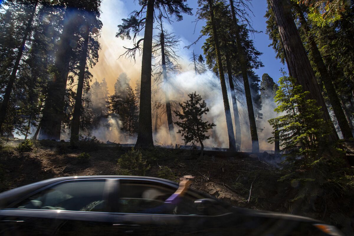 A tourist grabs a video while riding past a prescribed burn in the Giant Forest near the General Sherman Tree in Sequoia National Park, Calif., on July 8.