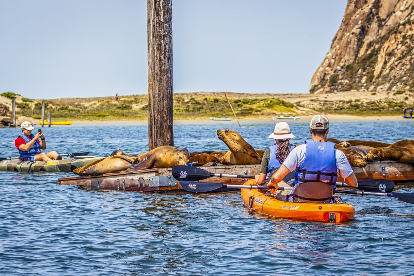 Morro Bay CANAugust 4, 2020: Kayakers visit California sea lions lolling on a raft in Morro Bay. (Morro Bay Tourism)