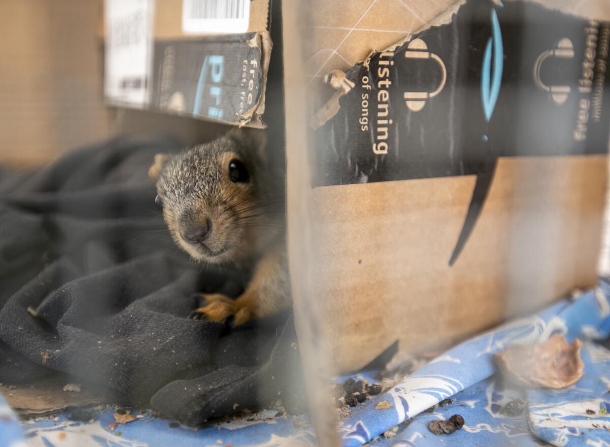  A squirrel pokes its head out of a box at the Wetlands & Wildlife Care Center on Thursday.