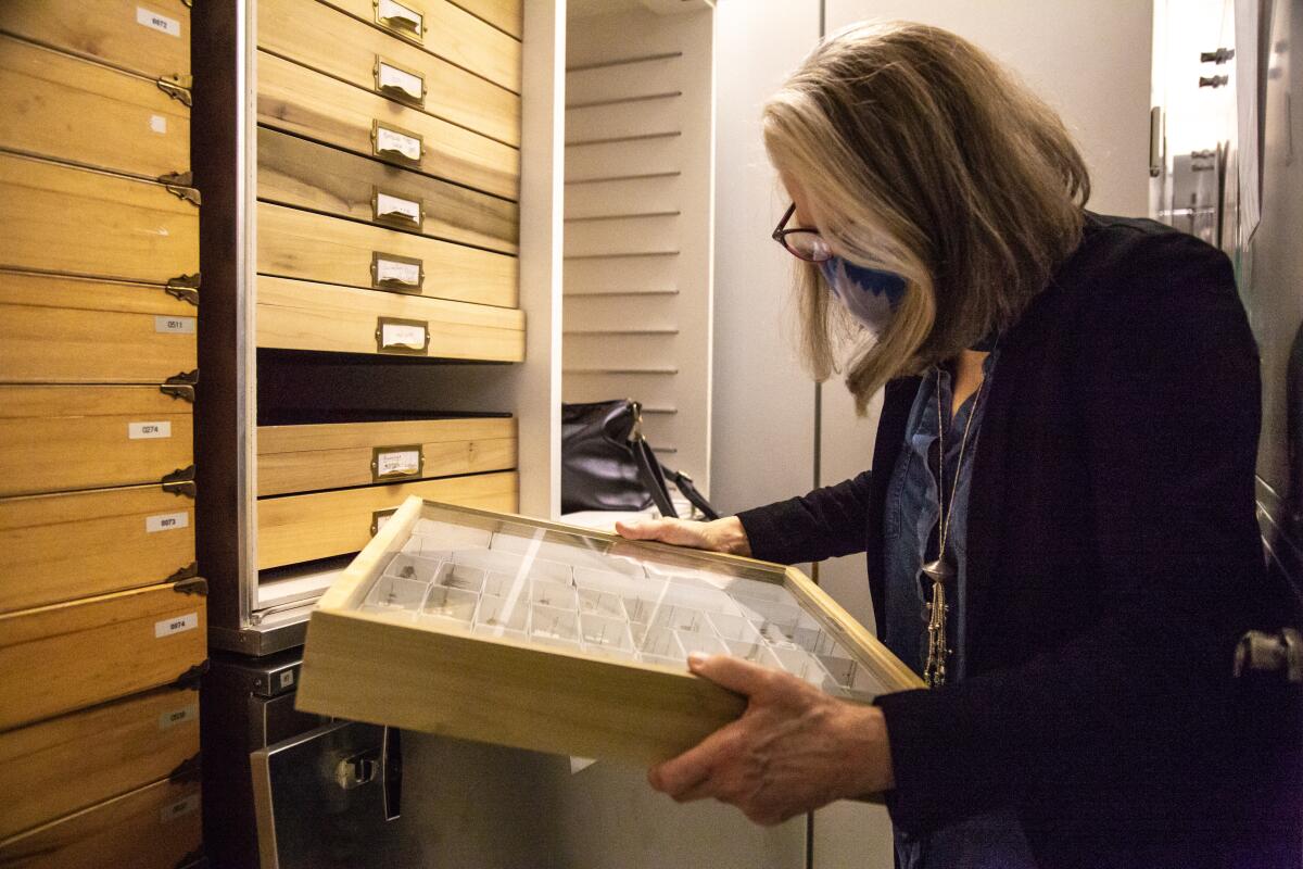 San Diego Natural History Museum CEO Judy Gradwohl pulls a Charles Darwin specimen in the museum's archives.