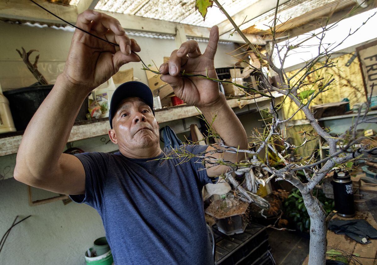 Miguel Hernandez adds wire to a slender branch of a small tree.