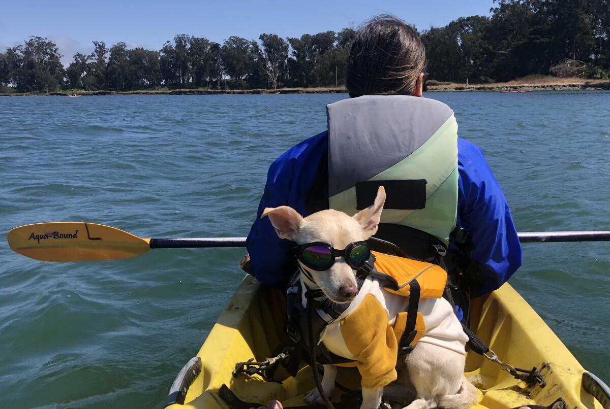 A dog wears sunglasses during a kayak outing.