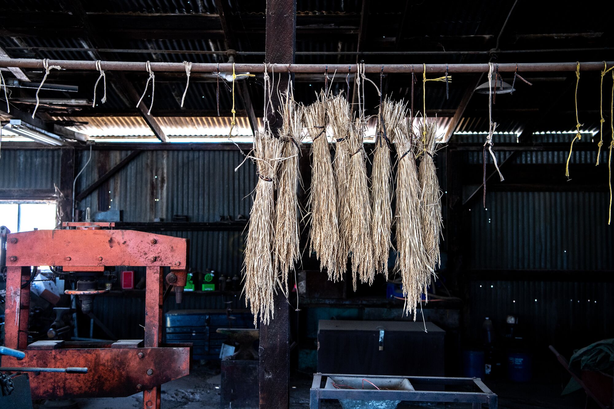 How California’s Koda Farms created the perfect sushi rice - Los ...