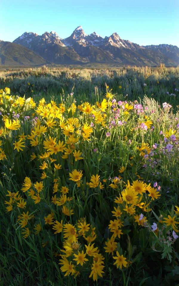 Visitors in 2011: 2,587,437 Grand Teton National Park straddles 485 square miles of mountains, rivers and wilderness in northwest Wyoming south of Yellowstone. The park is famous for its wildlife. Visitors can see bald eagles, otters and beavers in Oxbow Bend, elk on Timbered Island and bison along Snake River. Grand Teton features a range of lodges, cabins and ranches for overnight visitors. More info: http://www.nps.gov/grte/index.htm