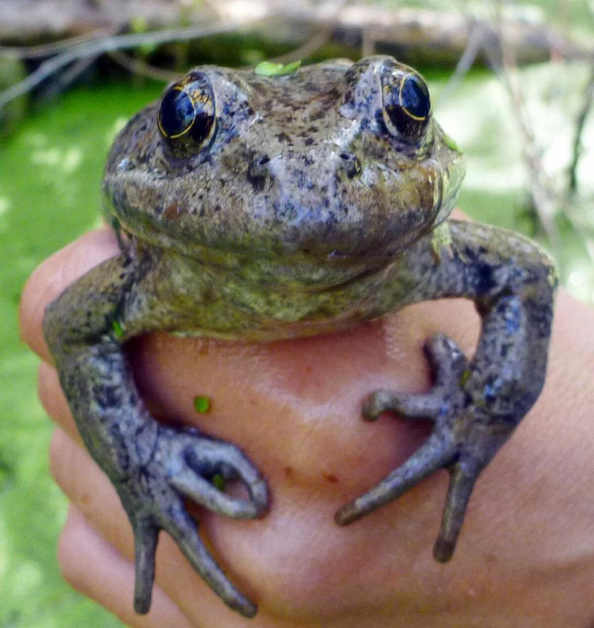 A California red-legged frog found in the Santa Monica Mountains near Los Angeles in 2017.