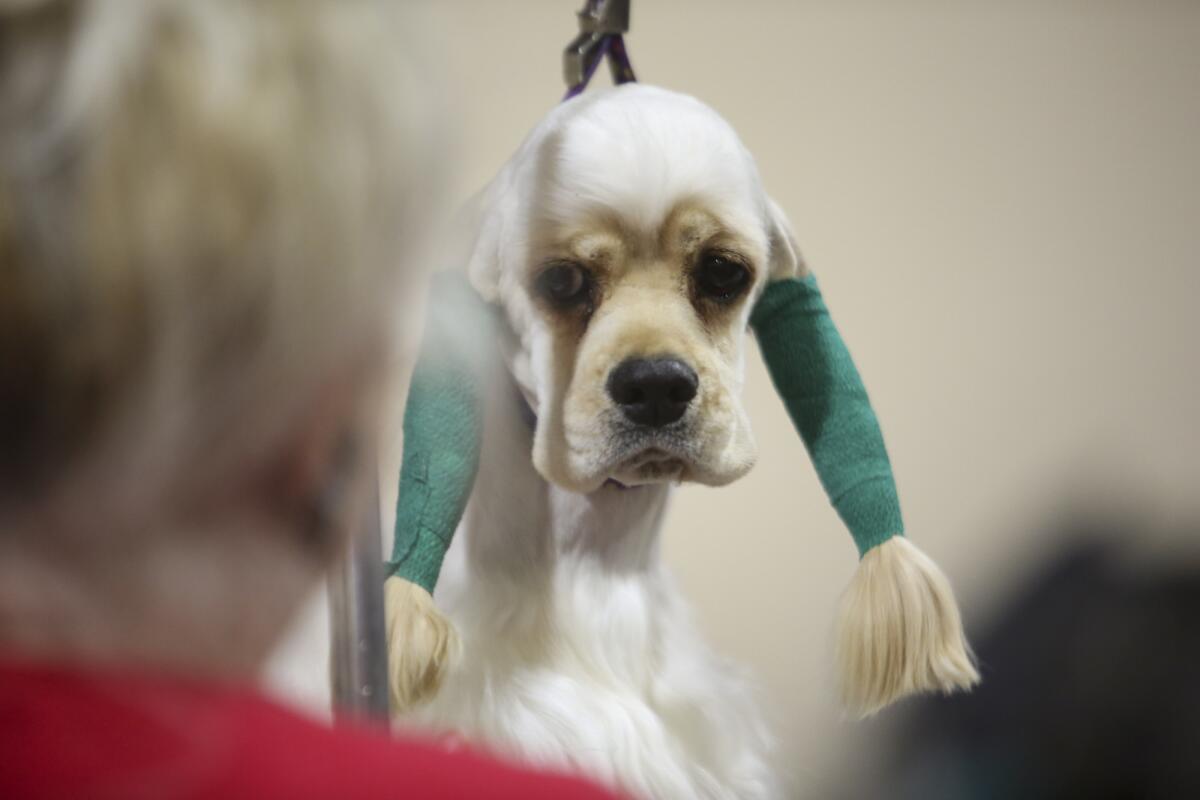 Patti Avid examines Nelson, an American Cocker Spaniel during a grooming session.