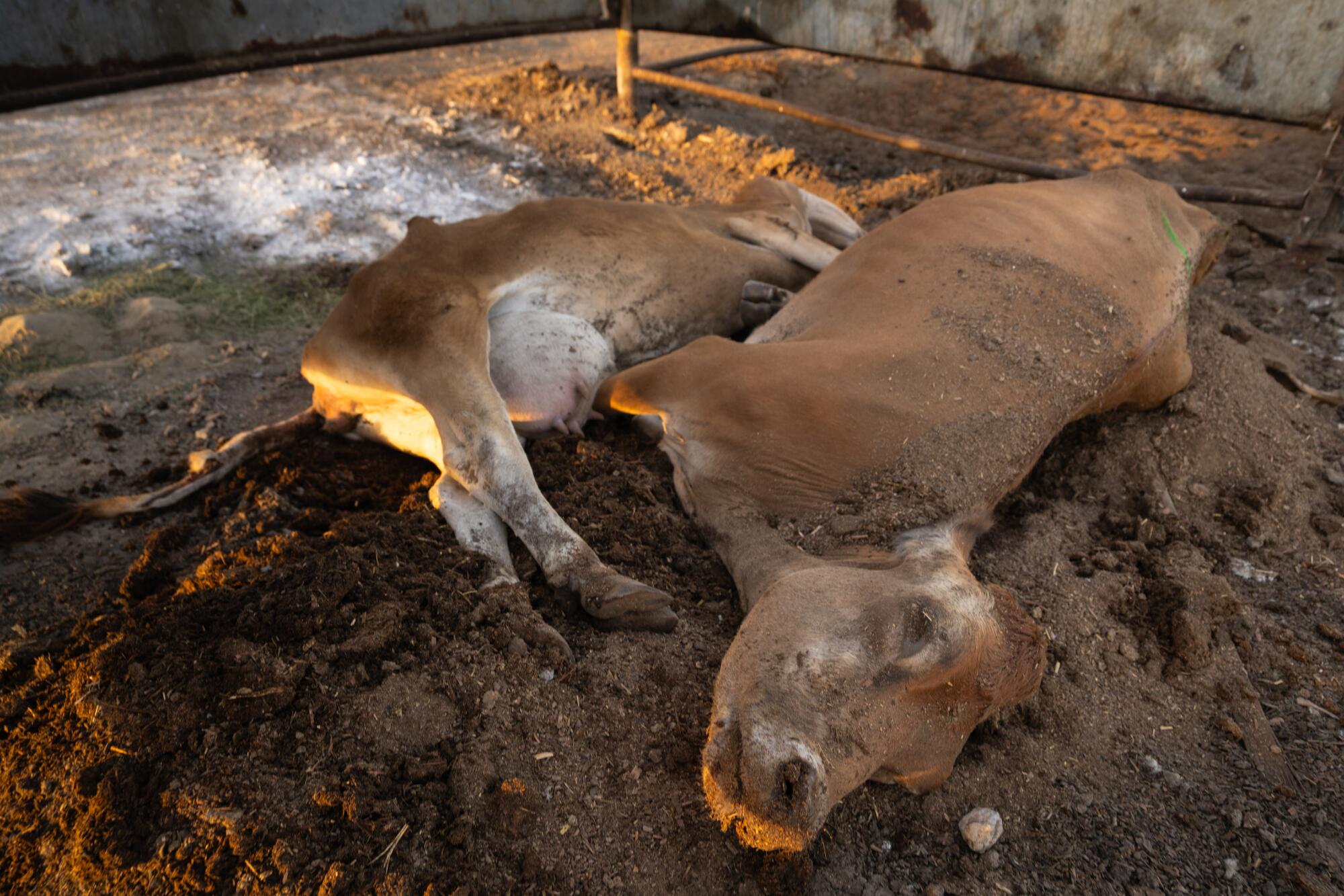 Two dead cows lie on the edge of a diary farm.