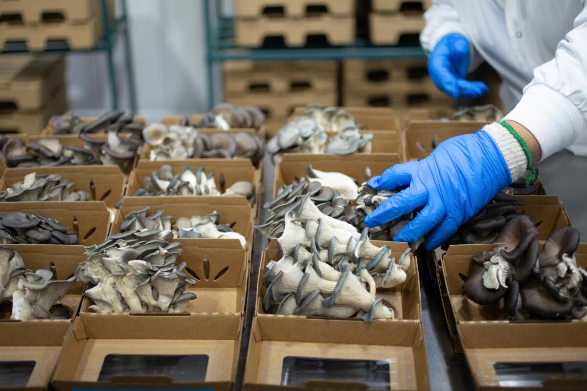 A person with blue gloves reaches over a table covered with boxes full of mushrooms.