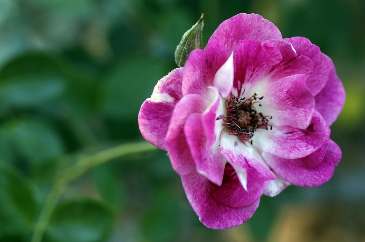 'Iceberg' floribunda rose in the rose garden at Huntington Botanical Gardens in San Marino.