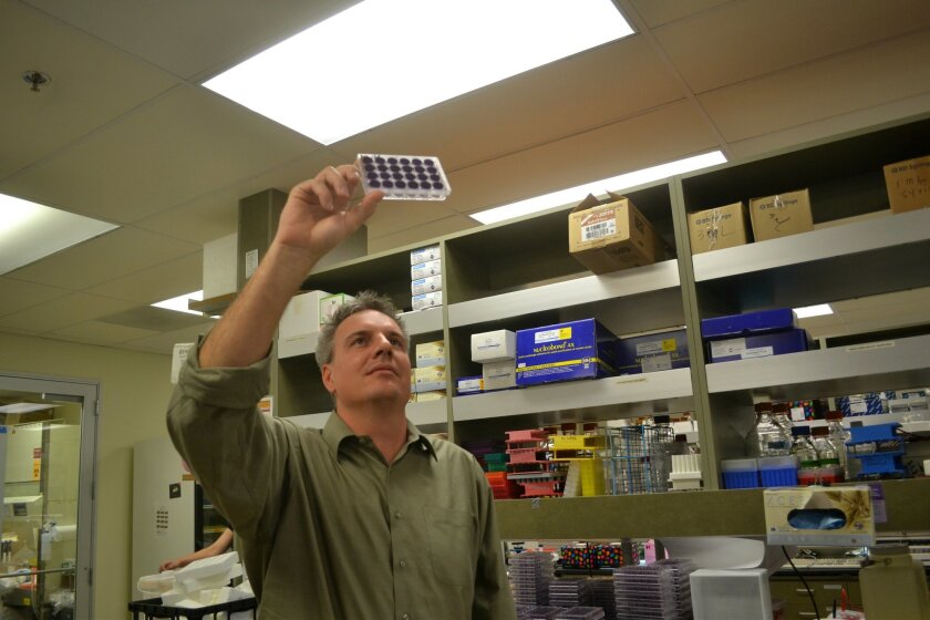 Immunologist Chris Benedict has spent years trying to figure out how cytomegalovirus works.