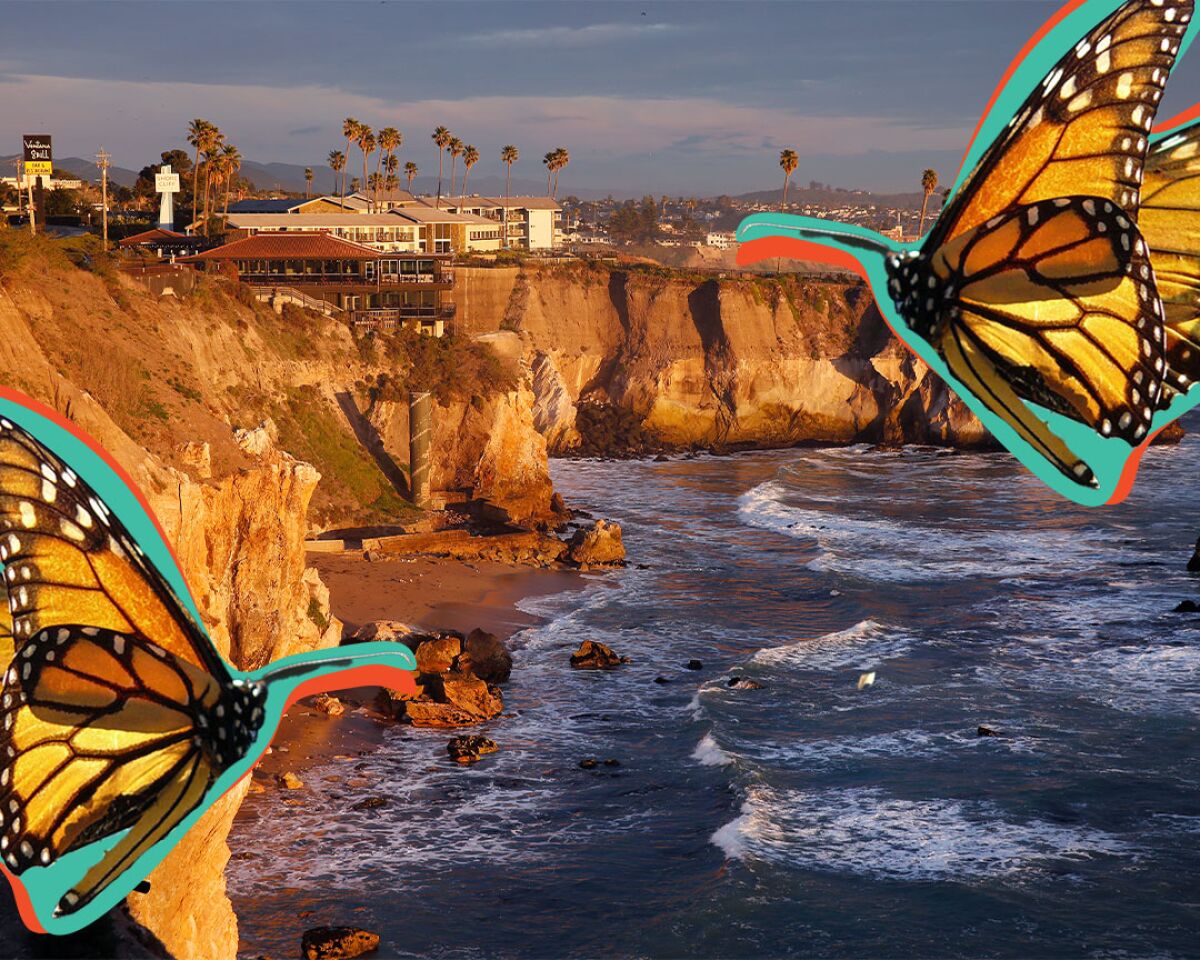 Collage featuring photo of Pismo Beach and monarch butterflies.
