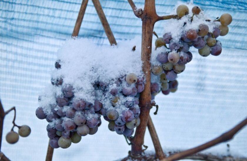 In December 2009, snow-covered grapes hang in a vineyard near Freyburg, Germany. This winter, for the first time in years, German vineyards will produce no ice wine.