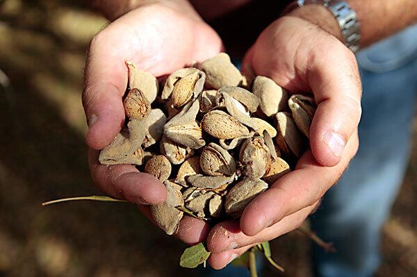 Almonds grow on Mike Young's farm in Buttonwillow, about 25 miles west of Bakersfield. He used to grow tomatoes, cucumbers and cotton, but in recent years has almost exclusively to nuts.