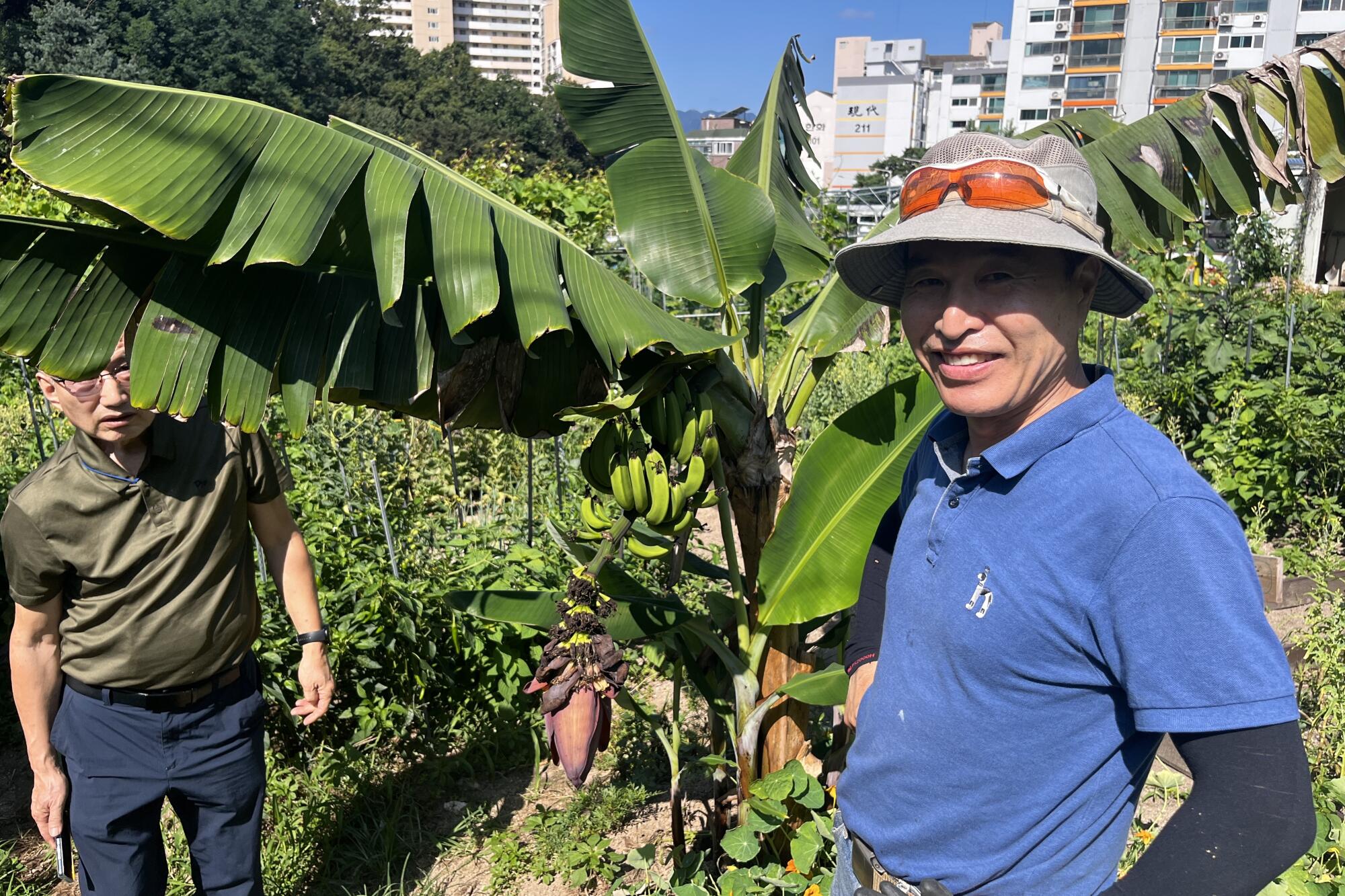 A man in a bucket hat stands by tiny bananas on a tree in a community garden, with tall buildings in the background. 
