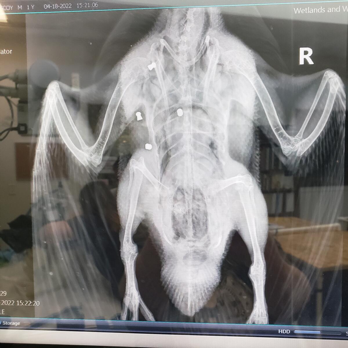 An X-ray of a Muscovy duck reportedly killed at Costa Mesa's TeWinkle Park shows the bird sustained four bullet wounds.