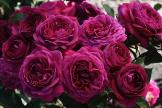 'Celestial Night,' bred by Christian Bédard for Weeks Roses, is a floribunda in plum purple with raspberry reverse. 