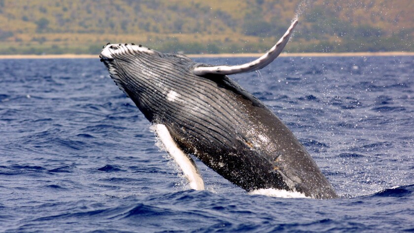 Que Es Lo Que Enreda A Las Ballenas Jorobadas Una Cadena Alimenticia Afectada Por El Cambio Climatico Los Angeles Times