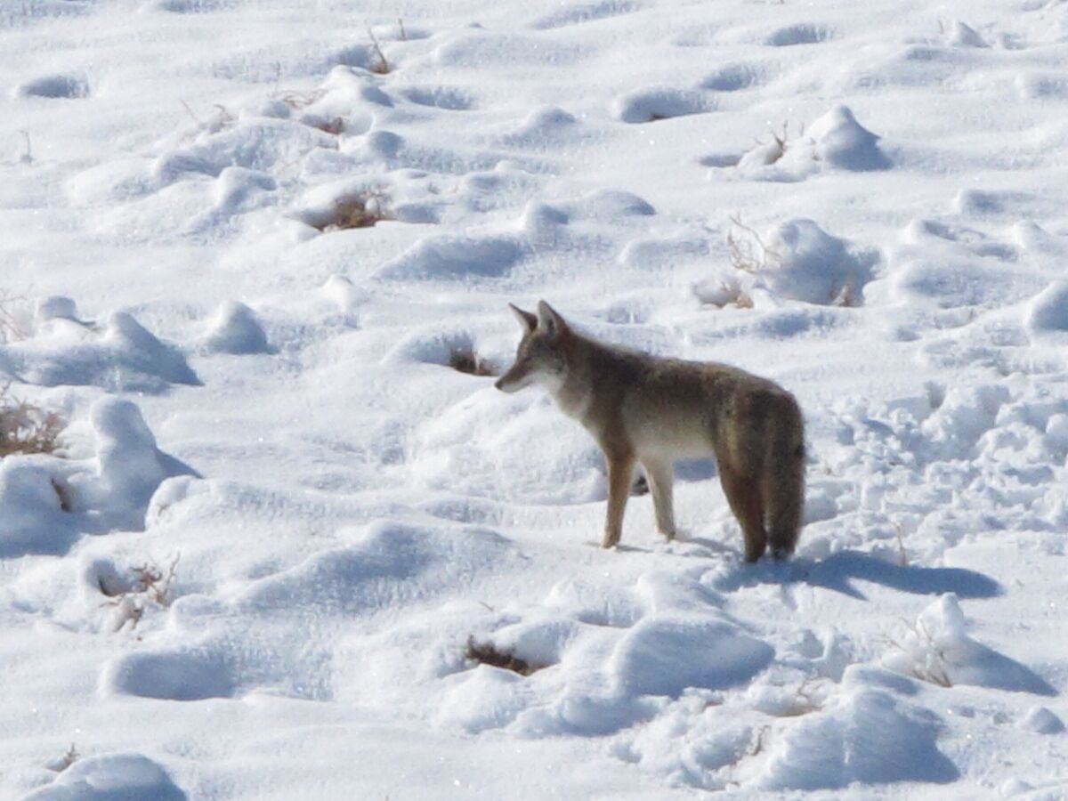 FILE - In this Nov. 10, 2015, file photo, a coyote makes its way through the snow on a hillside north of Reno, Nev. Conservationists are suing three federal agencies over an environmental review the government says satisfies requirements to resume killing coyotes, mountain lions and other wildlife in federally protected wilderness areas in Nevada. (AP Photo/Scott Sonner, File)