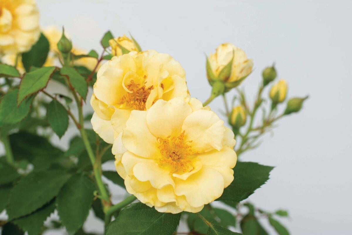 ‘Buttercream Drift’ has small, light-yellow flowers with cuplike petals that make a cheerful addition to the landscape.