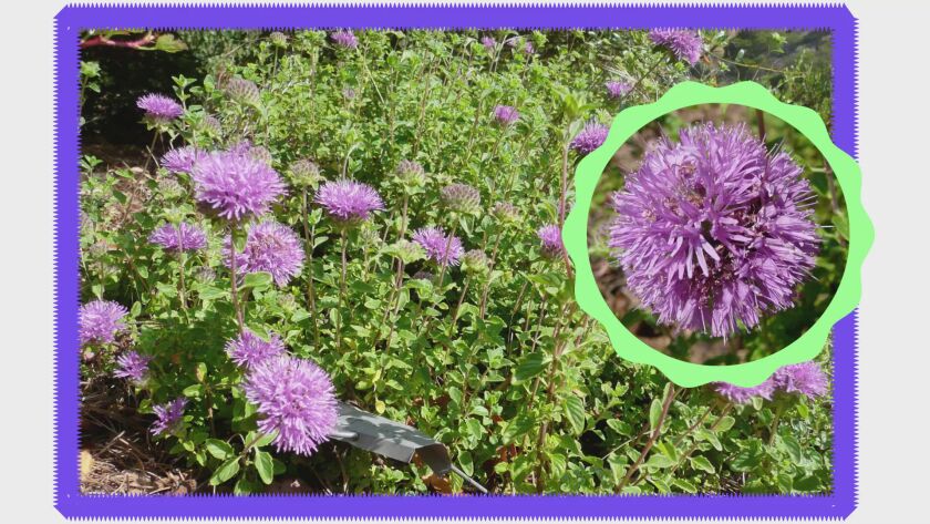 ?url=https%3A%2F%2Fcalifornia times brightspot.s3.amazonaws.com%2F94%2F22%2F7e858ada4ec9a52963a5c2f6c1d1%2Fla tk most fragrant california native plants dp coyote mint 0000000