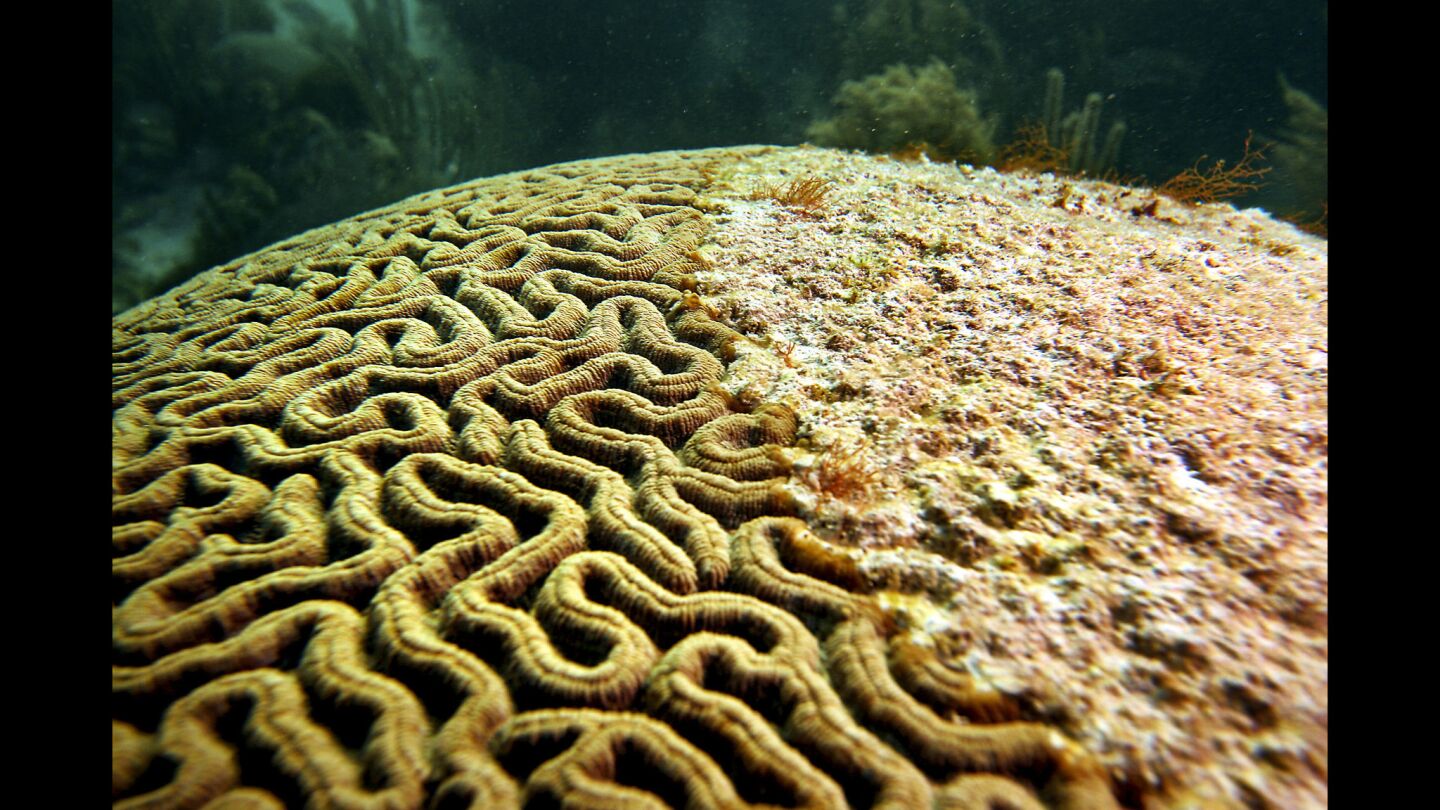 Coral disease in the Florida Keys.