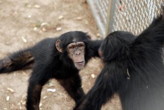 Chimpanzees enjoy retirement at the Chimp Haven sanctuary in Keithville, La., in 2013.
