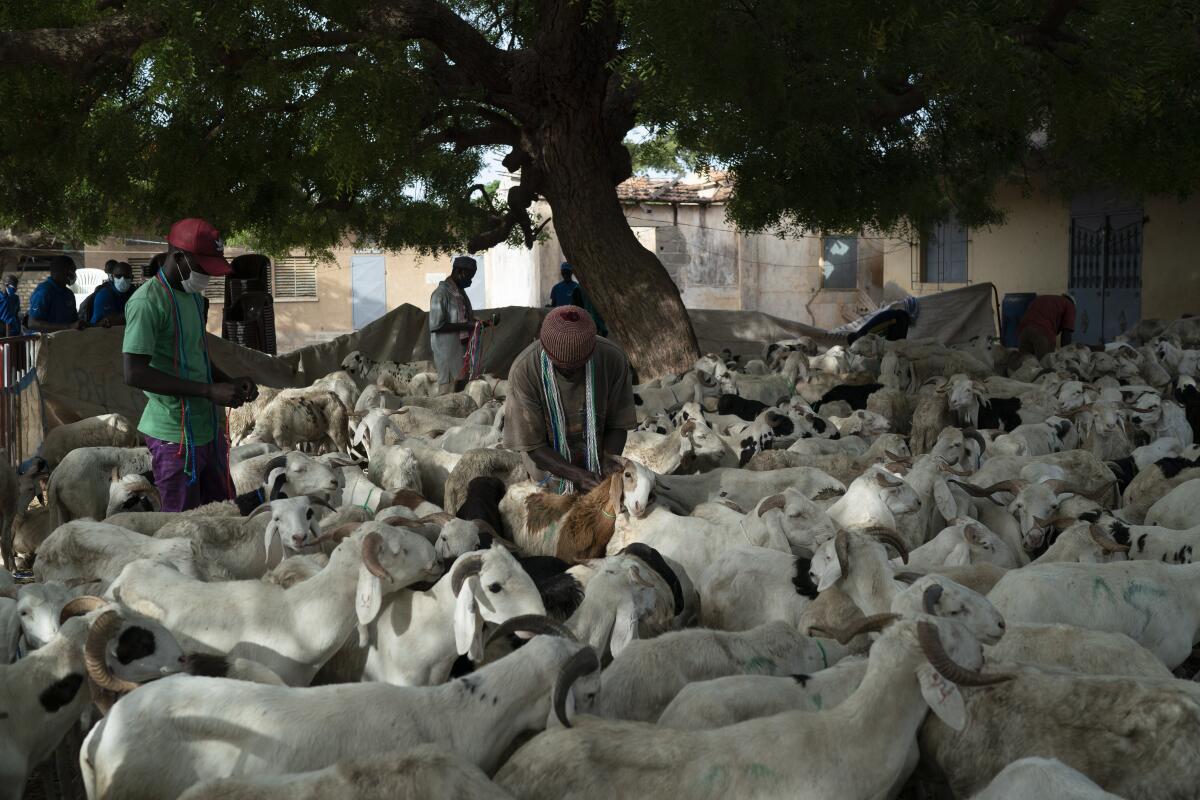 A sheep farmer puts a leash on a sheep gifted by the Secours Islamique France, Bargny, Senegal, Wednesday, July 14, 2021. As millions in Senegal prepare for the Tabaski holiday, health officials warn that COVID-19 cases are surging in the West African nation. (AP Photo/Leo Correa)