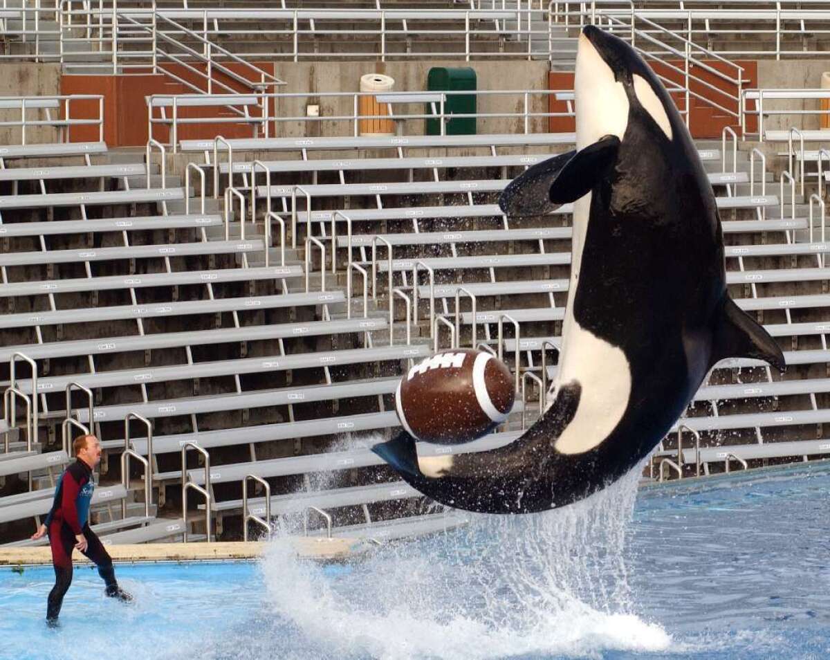 Legislation proposed by a Santa Monica assemblyman could prohibit SeaWorld from keeping performing orcas at its San Diego park.