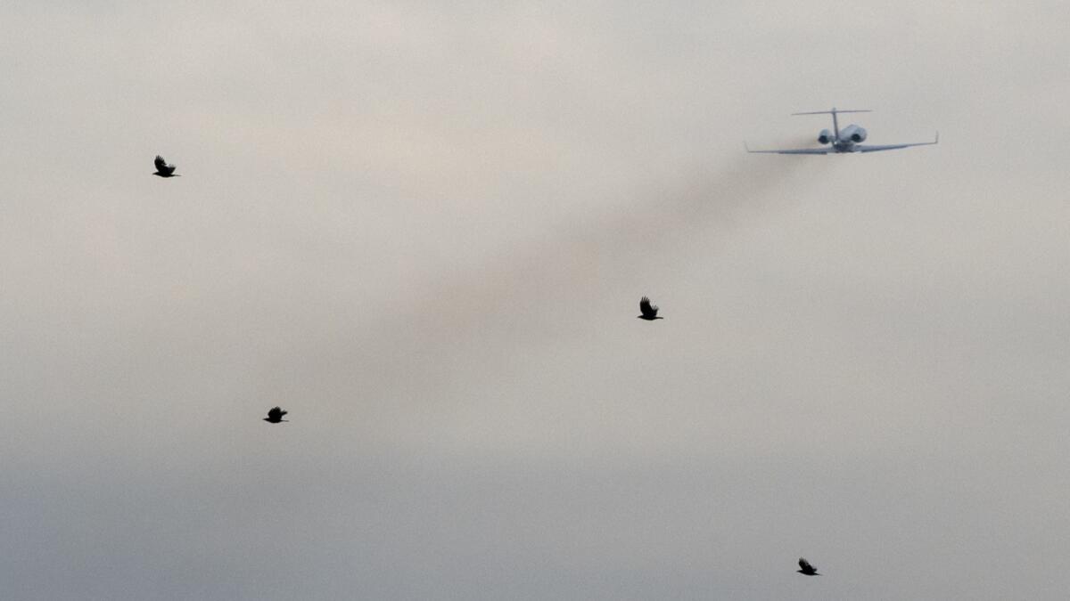 Crows fly in the wake of a jet that had just taken off from John Wayne Airport.