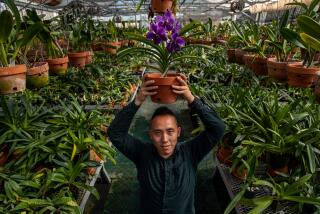 SAN MARINO, CA-AUGUST 3, 2023:Brandon Tam, Associate Curator of the orchid collection at The Huntington, holds up a Vanda orchid, while photographed inside one of the orchid collection greenhouses. (Mel Melcon / Los Angeles Times)