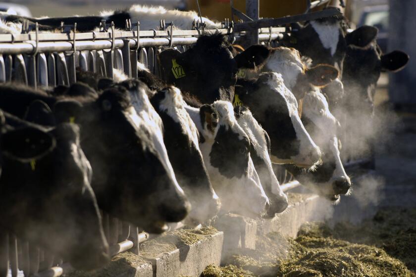 Vacas lecheras holstein se alimentan a través de una reja en una granja lechera en Idaho el 11 de marzo de 2009. (AP Foto/Charlie Litchfield, Archivo)