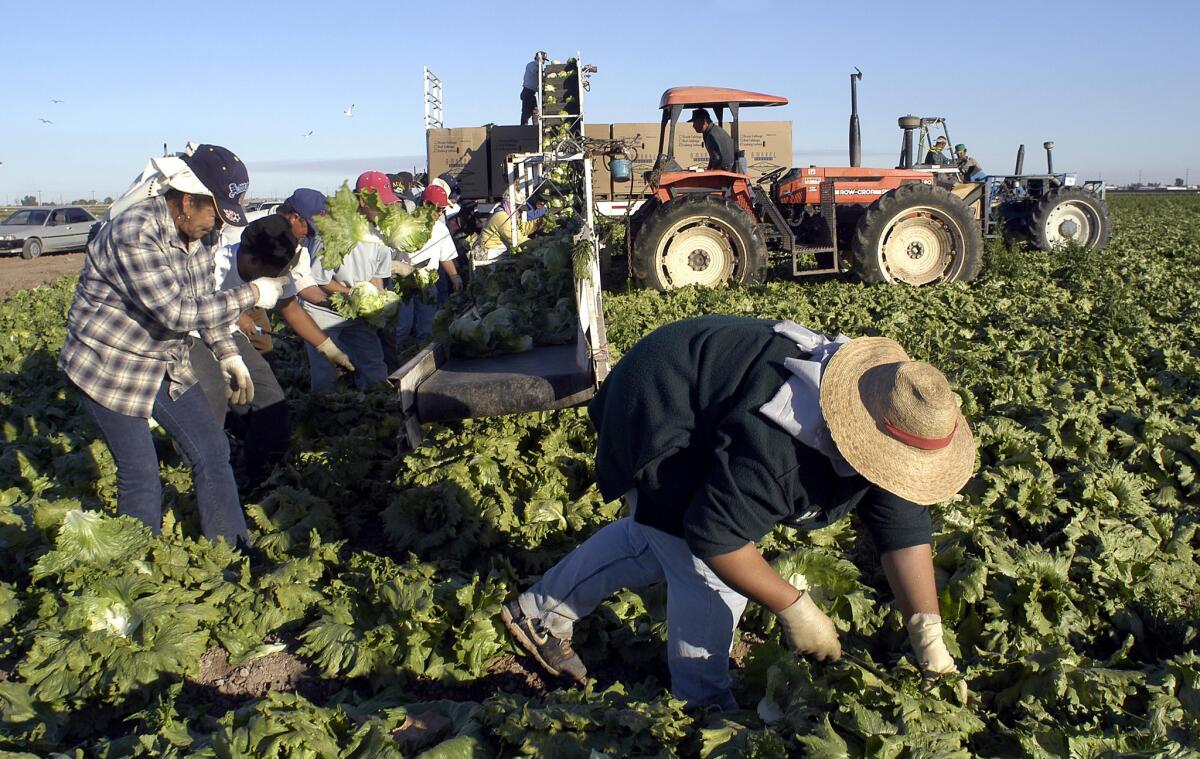 Lettuce pickers work in a field in the Imperial Valley.