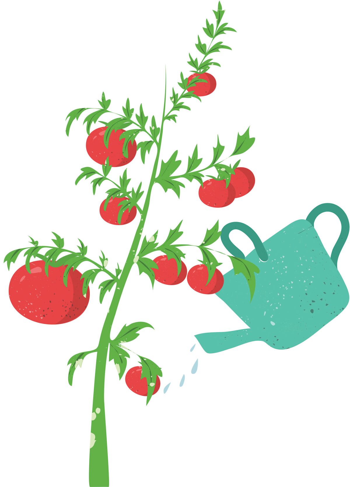 clipart tomato plant