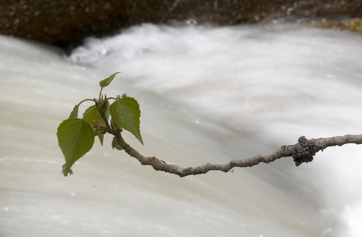 A tree branch sways in the breeze while water flows down Lone Pine Creek in Lone Pine.