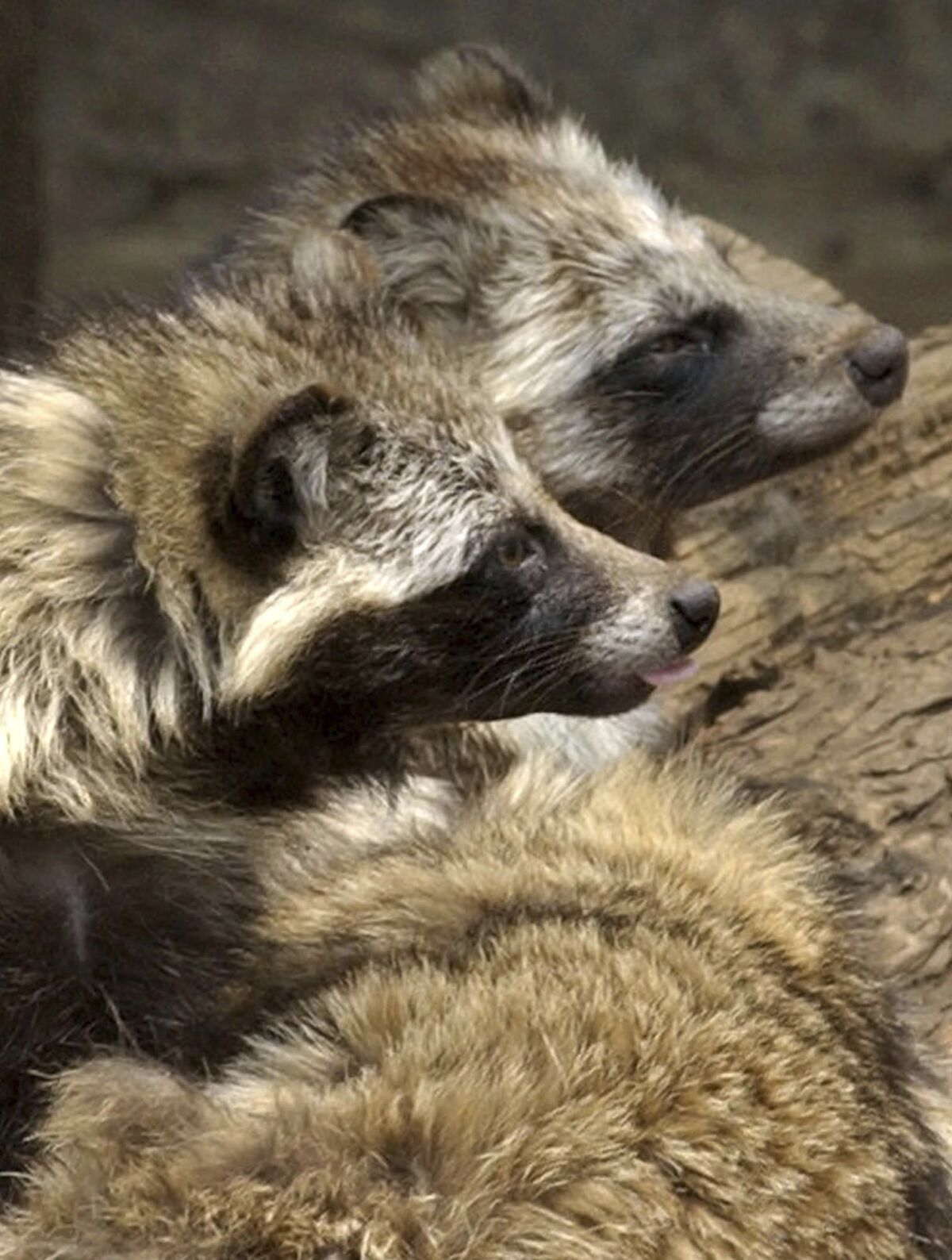 Raccoon dogs are seen at a cage in Tokyo's Ueno Zoo.