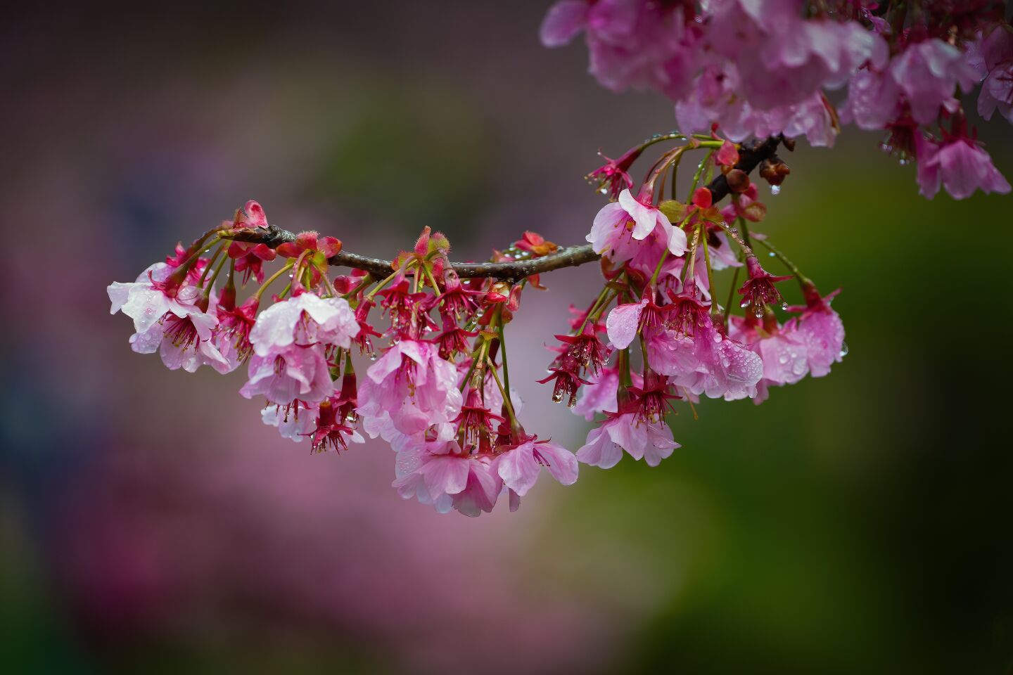 A cherry blossom covered in droplets of rainwater at the Cherry Blossom Festival held at Japanese Friendship Garden on Saturday, March 11, 2023 in San Diego, CA.