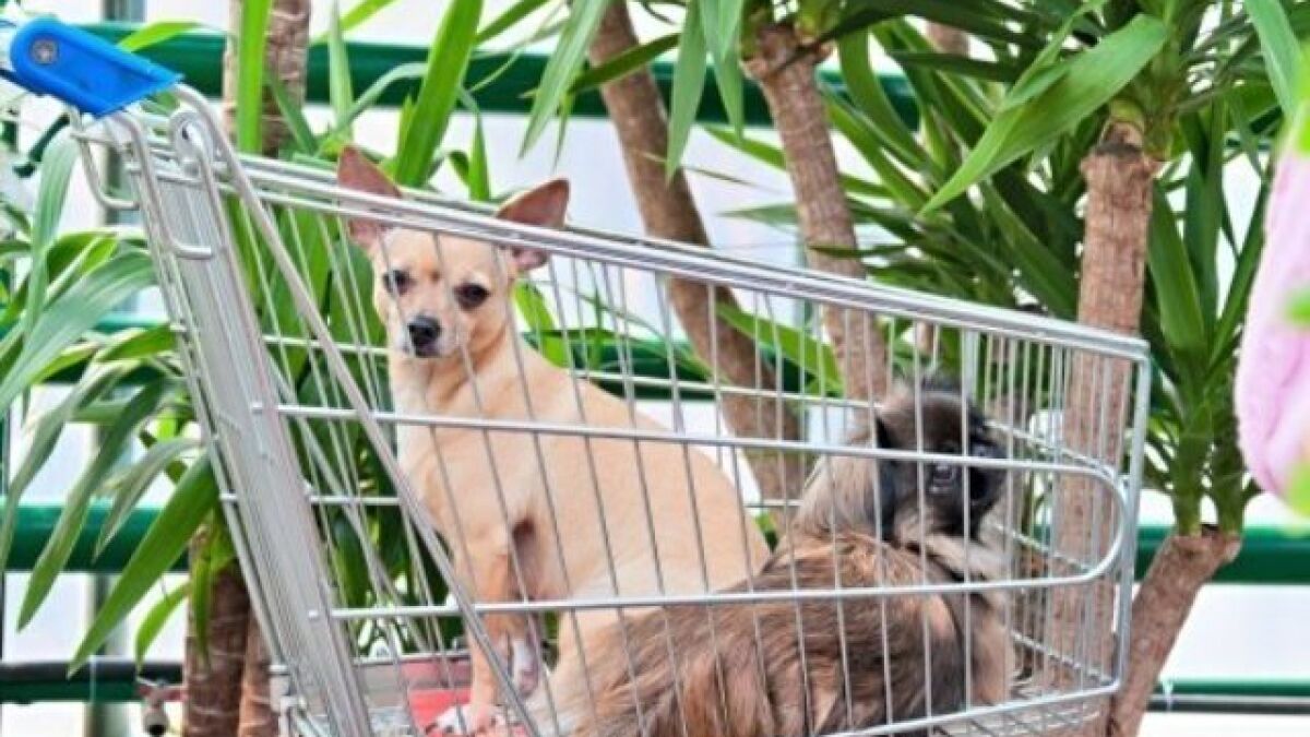 are dogs allowed in grocery stores california