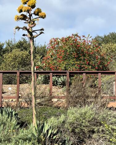 Point Loma Native Plant Garden in San Diego.