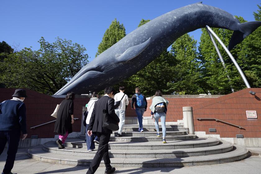 Gente pasa junto a un modelo de tamao real de una ballena en el Museo Nacional de Ciencias, el jueves 9 de mayo de 2024 en Tokio, Japón. La Agencia Japonesa de Pesca propuso el jueves 9 de mayo de 2024 un plan para permitir la caza de rorcuales además de las tres especies de ballena más pequeas que permite ahora la norma de caza comercial de ballenas alrededor de sus costas. (AP Foto/Eugene Hoshiko)