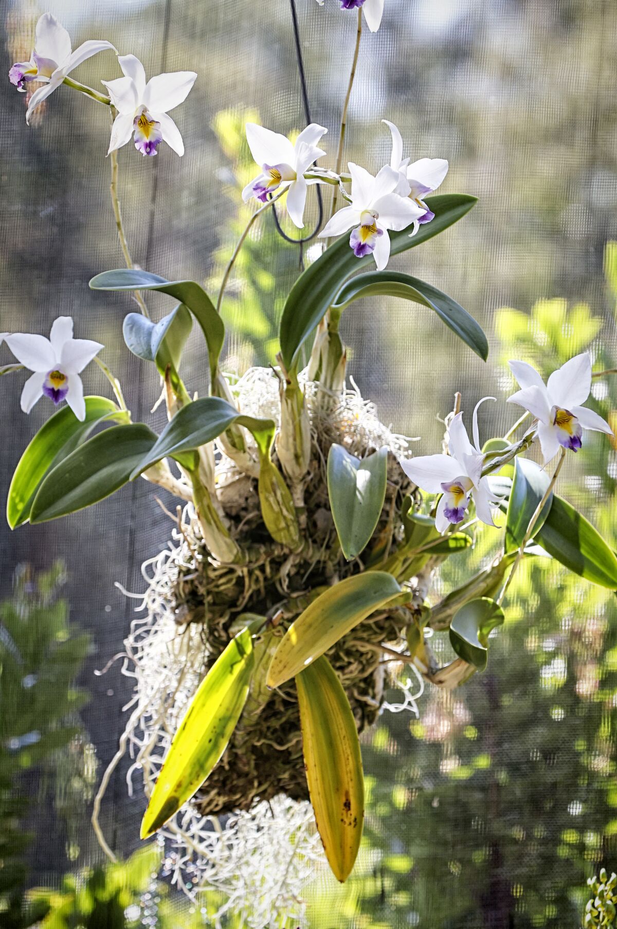 A white mounted orchid hangs gracefully in the shade house.