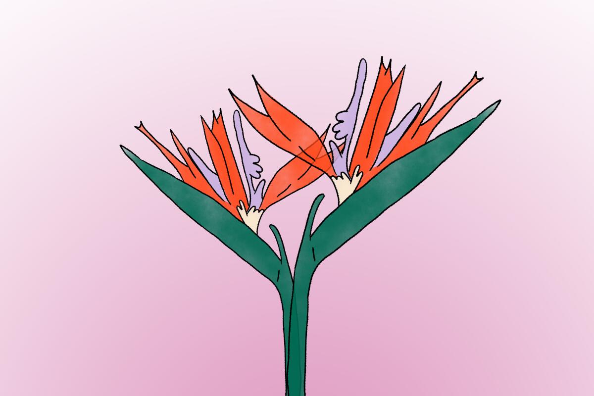 Illustration of two bird of paradise flowers