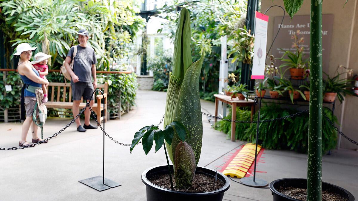 The corpse flower, aka Amorphophallus Titanum, is poised to bloom this week. It measured more than 4 feet Aug. 17 at the Huntington Gardens.