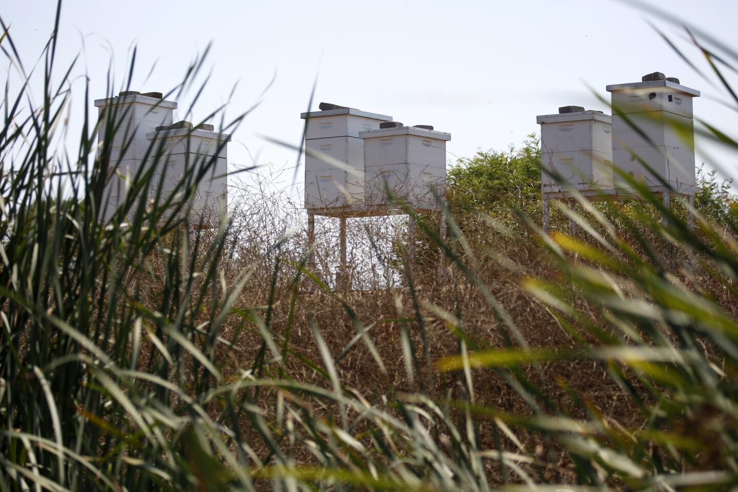 Beehives at the Stubhub Center, in Carson.