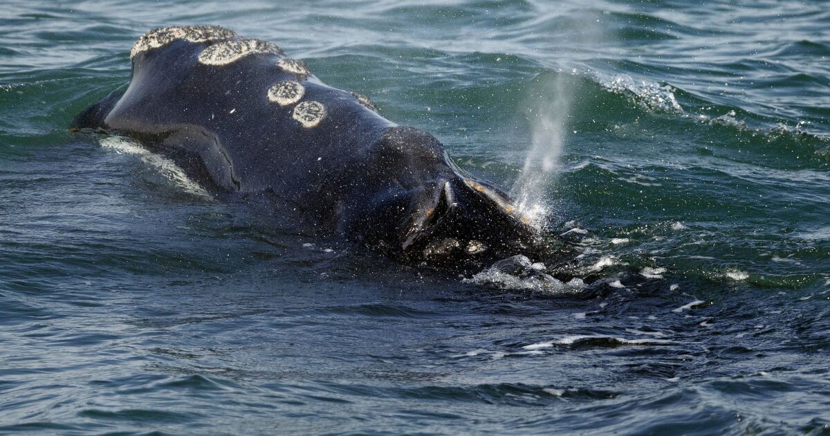 Feds deny emergency call to slow ships to save a vanishing species of whale